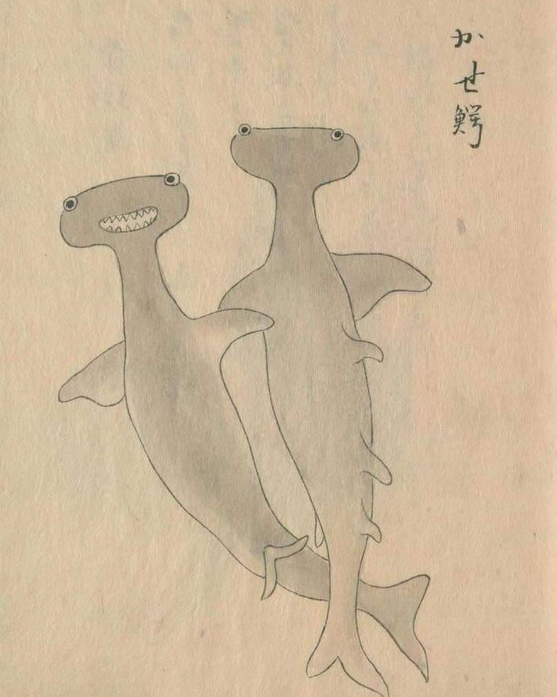 Edo Pelagic Sharks