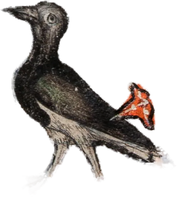 Crow