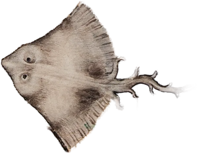Ray